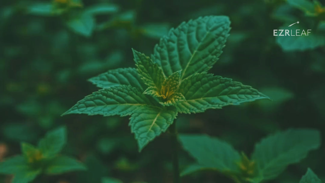 薄荷草本茶｜20入