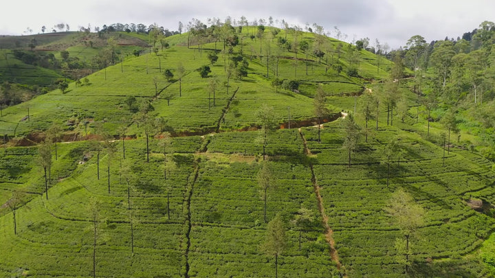 英式早餐茶｜20入